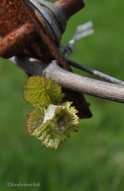 A day or two after bud break.