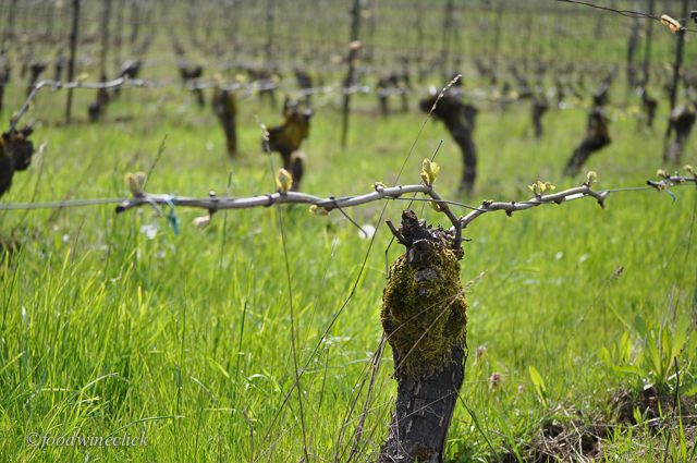 You will have a new appreciation for the range of color we cal "green".