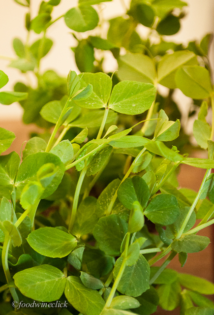 Plants for the kids!