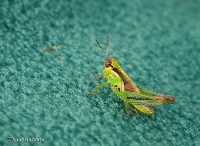 grasshopper