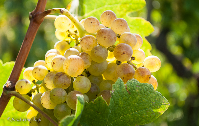 Roussanne or Marsanne grapes at the Chave vineyard on Hermitage