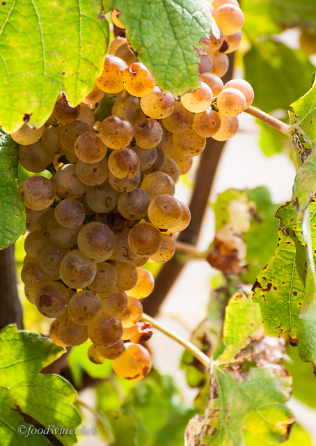 Hermitage Marsanne / Rousanne grapes darken as they ripen