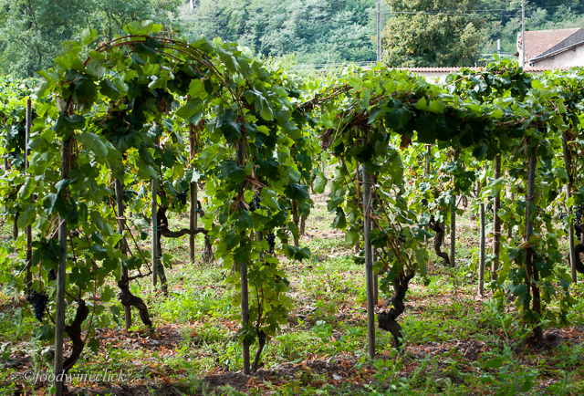 Unusual training method, but necessary to help the syrah grapes ripen.