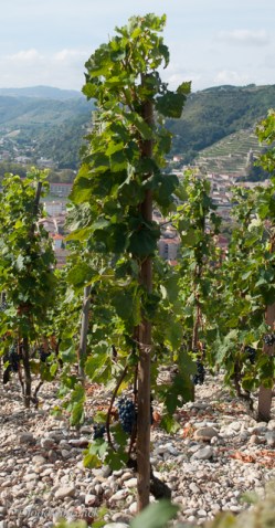 The Syrah vines are trained "en gobelet"