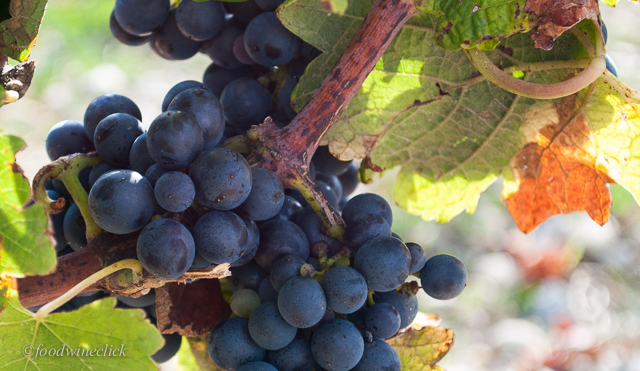 Nearly ripe Syrah grapes, destined to be 