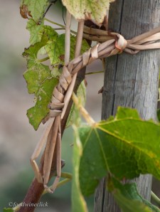Natural straw to attach vine to stake