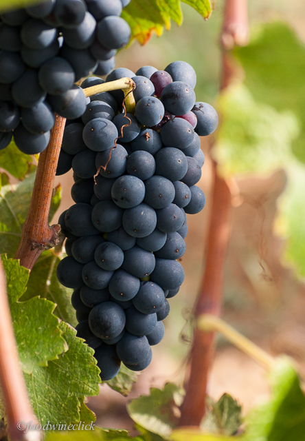 Hermitage Syrah grapes a few weeks from harvest 