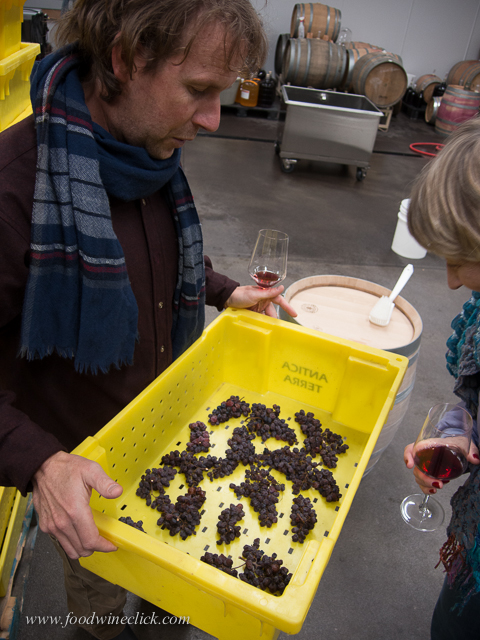 Late harvest Gewürtztraminer grapes drying out for "straw wine"