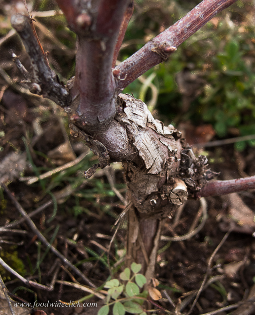 Rootstock, waiting to be grafted in the spring