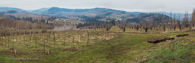 Vineyard view to the north, Mosier