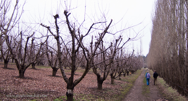 Spooky cherry trees in the winter