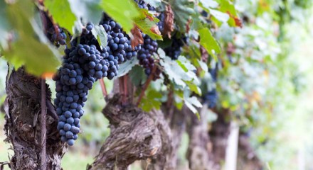 Nebbiolo grapes on the vine
