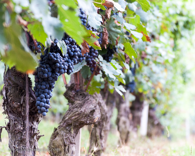 Nebbiolo grape clusters show medium size grapes in long clusters with "wings"
