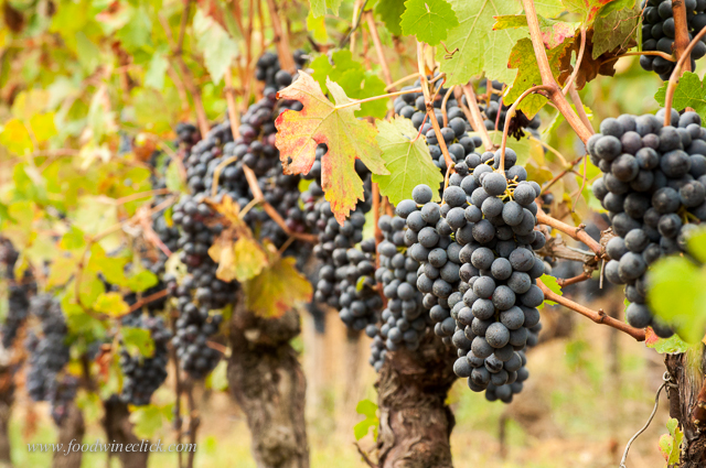Barbera grapes are big, with thin skins - the wines have good acidity and low tannins.