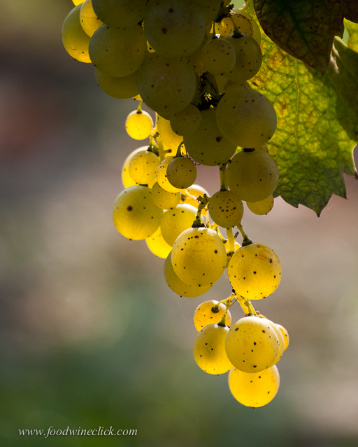 Moscato grapes - one of the few cases where the wine really does taste just like the grape.