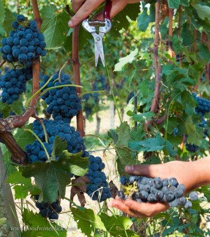 Dropping fruit before harvest is key