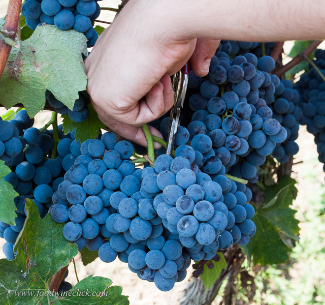 Sometimes, winegrowers will drop up to 1/2 the fruit in each cluster, to concentrate the grapevine's energy into the remaining fruit.