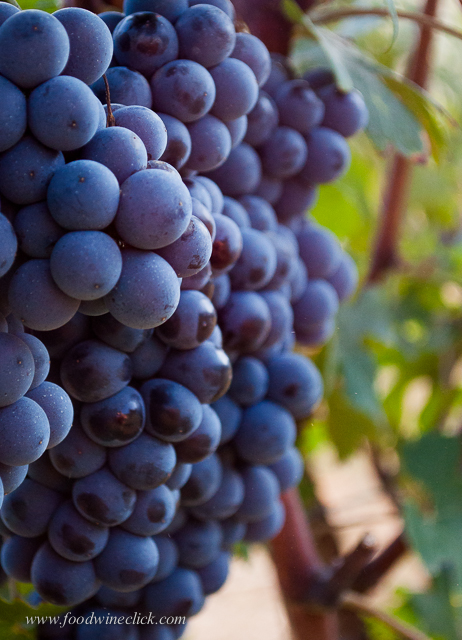 Sept_langhe_day6_20130920_160