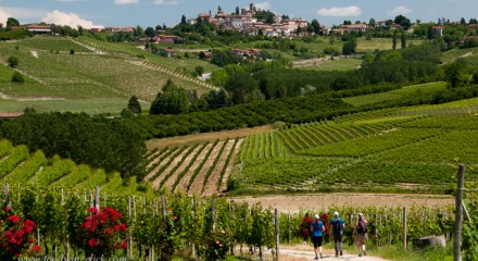 Vineyard hike to Neive
