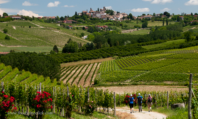 Vineyard hike to Neive