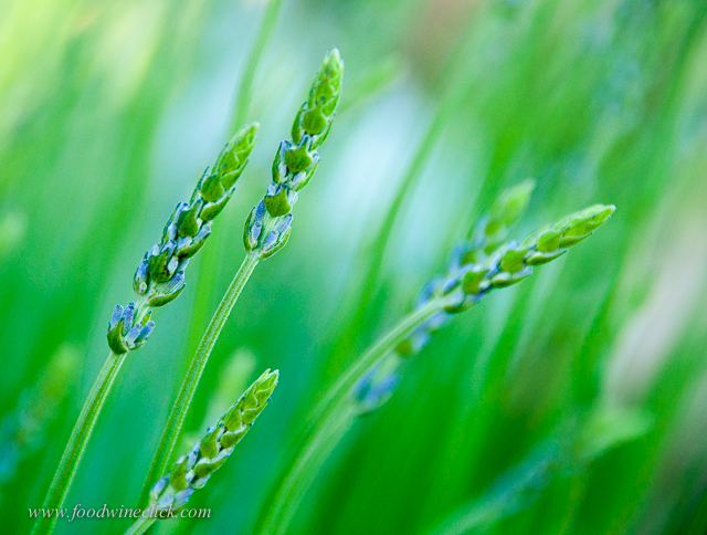 lavedar plant just before bloom