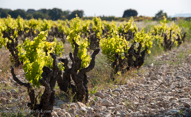 grapevines domaine rouge-bleu
