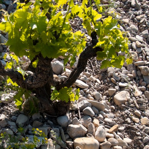 galets stony vineyard soil cotes du rhone