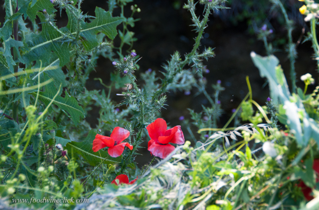 creekside vegetation