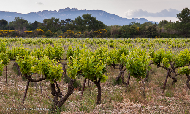 The Dentelles de Montmirail
