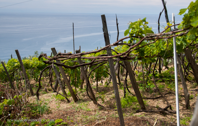 For the wine lover, there is a story of vineyard and wine behind the cliffside beauty