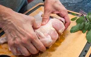 You need to break the breastplate to allow the bird to lay flat out.  It's not hard!