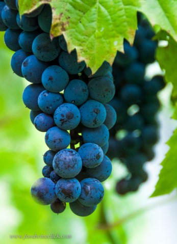 Frontenac Gris grapes a few weeks from harvest.