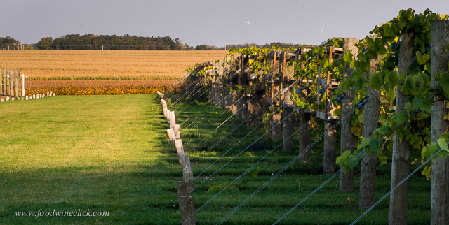 Terroir at the edge of a cornfield?