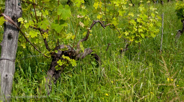 New vines can be propagated by staking a runner from the old