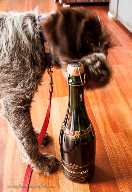 Our new puppy, Otto, helped me wrap up our submissions.