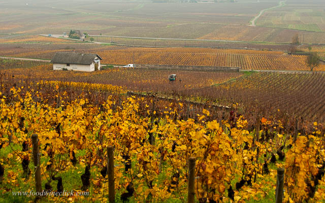 Looking down from 2/3 the way up the hillside. 1er Cru vineyards below, the best combination of soil, slope, and angle to the sun.
