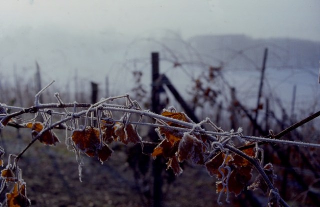 LAND - 33 - winter vineyards 27