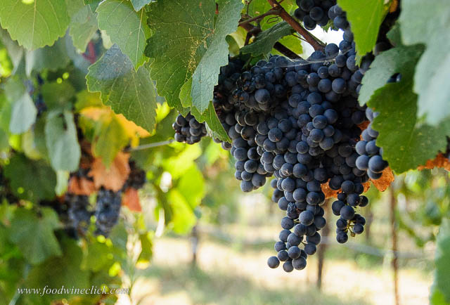 Blaufrankisch grapes at Mokelumne Glen Vineyards.