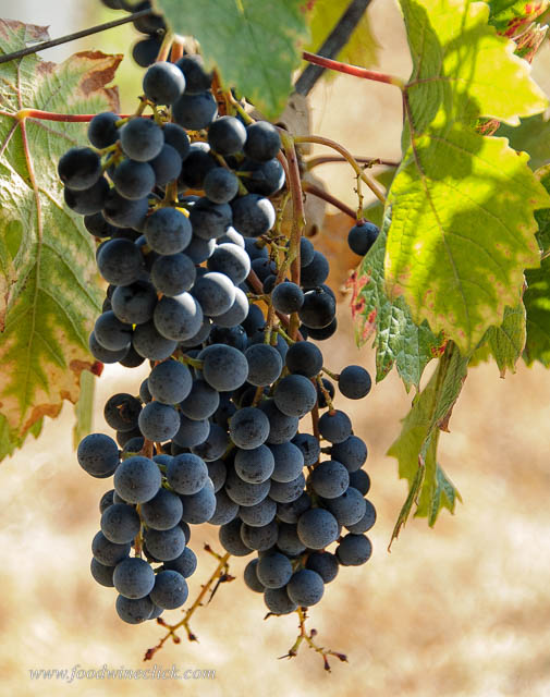 St.Laurent grapes at Mokelumne Glen Vineyards.