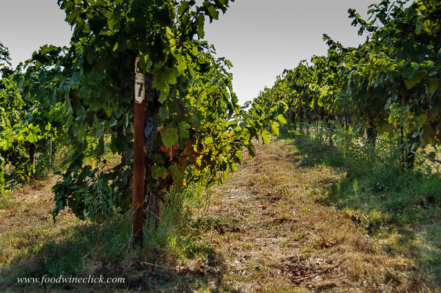 St. Laurent grapes at Mokelumne Glen Vineyards.