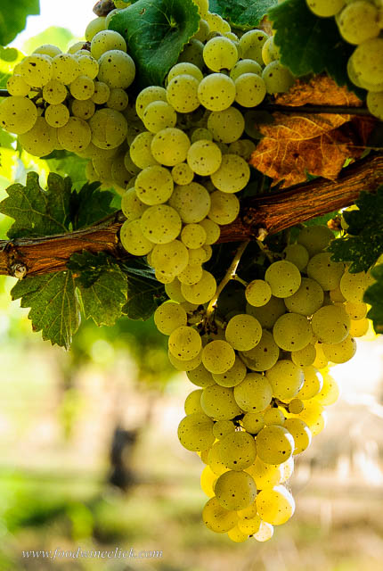 Kerner grapes growing in the Mokelumne Glen Vineyard in Lodi California