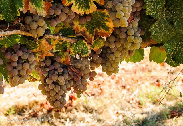 Gewurztraminer grapes at Mokelumne Glen Vineyards