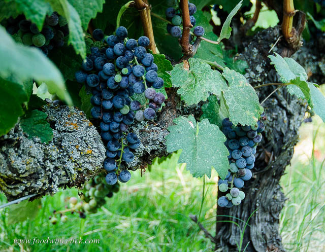 wine grapes at Mokelumne Glen Vineyards