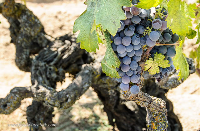 100+ year old Zinfandel vine at the Roos vineyard in Lodi, California