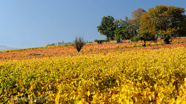 Beaujolais vineyard in the fall