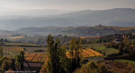 Beaujolais vineyards in autumn