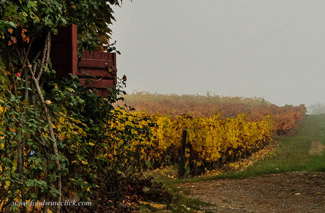 Beajolais vineyard in the fog.