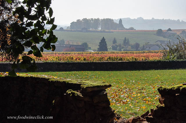 Beaujolais vineyards