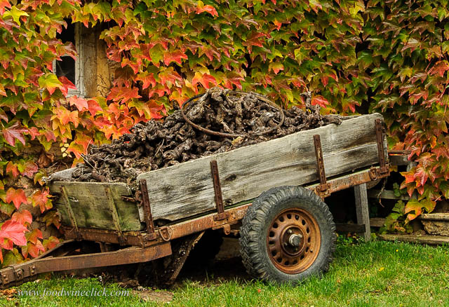 Dead grapevines removed in the fall