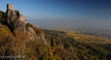 Alsace view from the Vosges mountains above Ribeauville